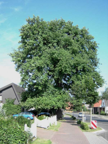 Bild 1 von Eiche an der Bahnhofstraße